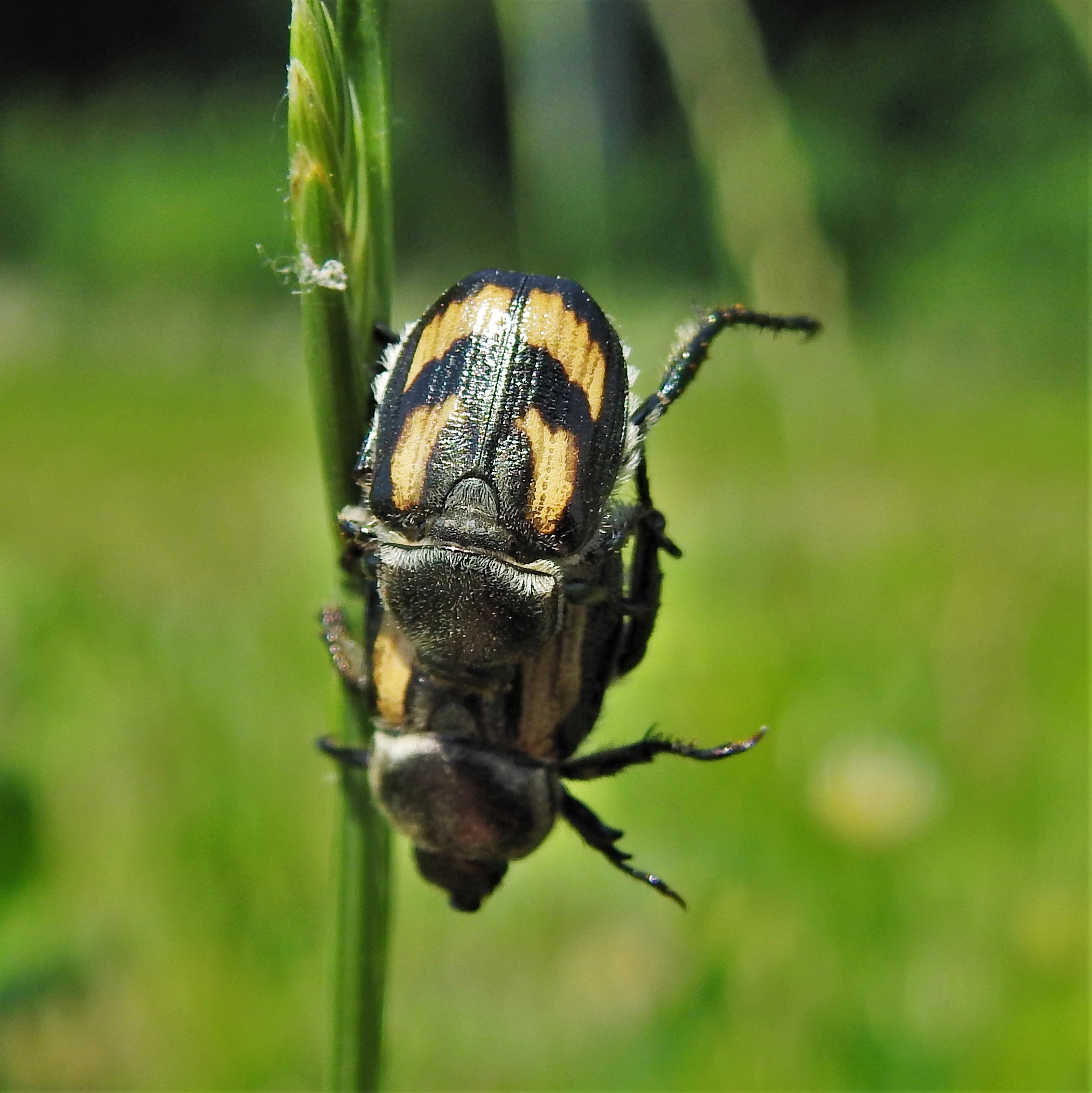 Anisoplia agricola - keresztes szipoly