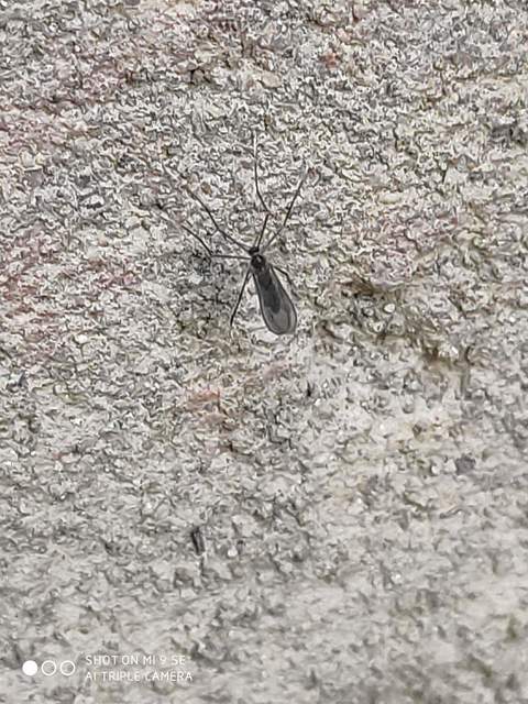 Cecidomyiidae - gubacsszúnyogok