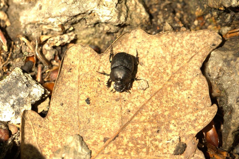 Onthophagus verticicornis - fekete trágyatúró