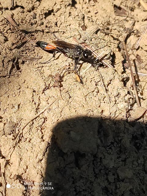 Ammophila