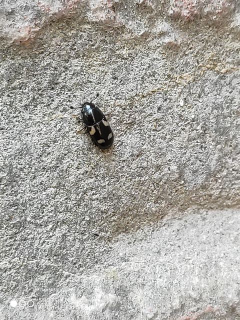 Glischrochilus quadrisignatus - amerikai fénybogár Glischrochilus quadrisignatus - amerikai fénybogár