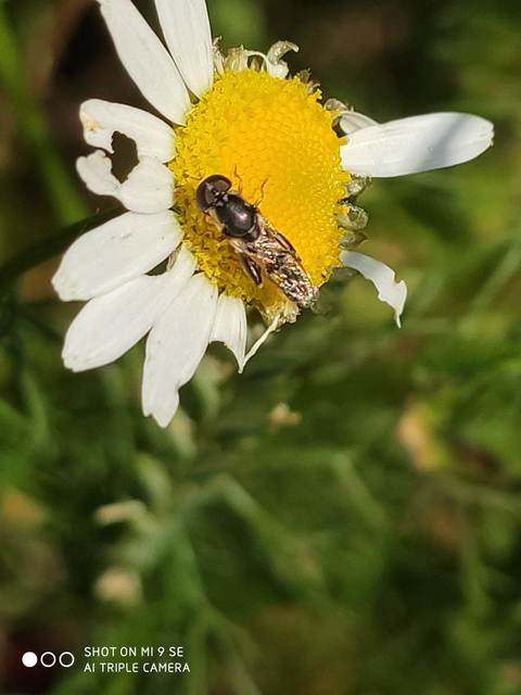 Syritta pipiens - zizegő comboslégy