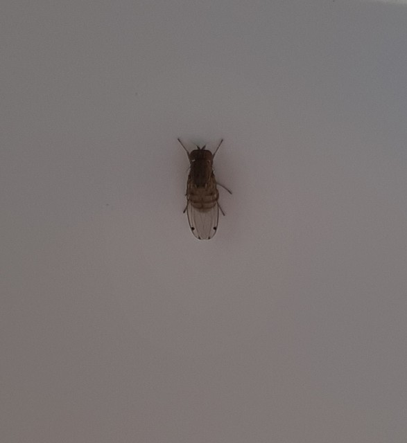 Gitona distigma