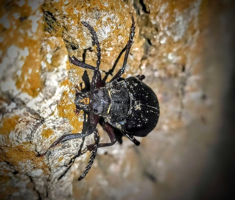 Prionus coriarius - csőszcincér