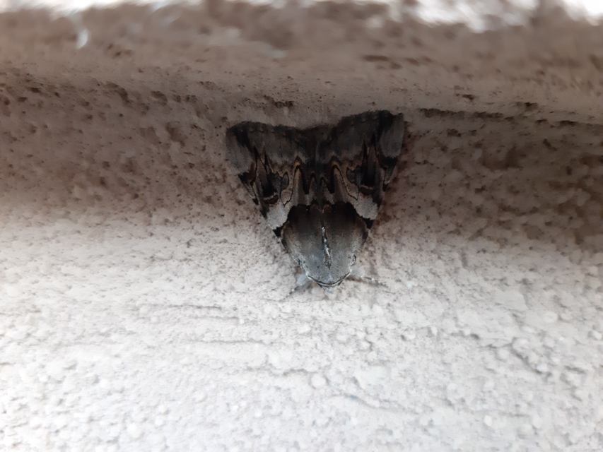 Catocala fulminea - galagonya-övesbagoly