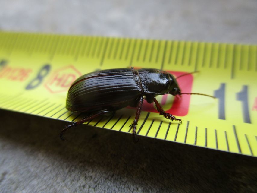 Zabrus tenebrioides - gabonafutó