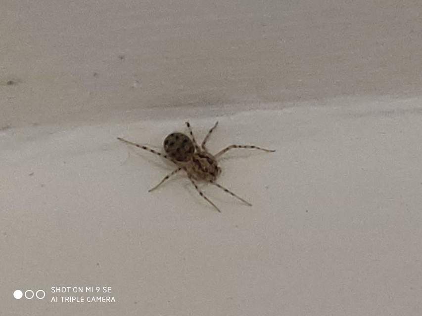 Scytodes thoracica - közönséges csupaszpók