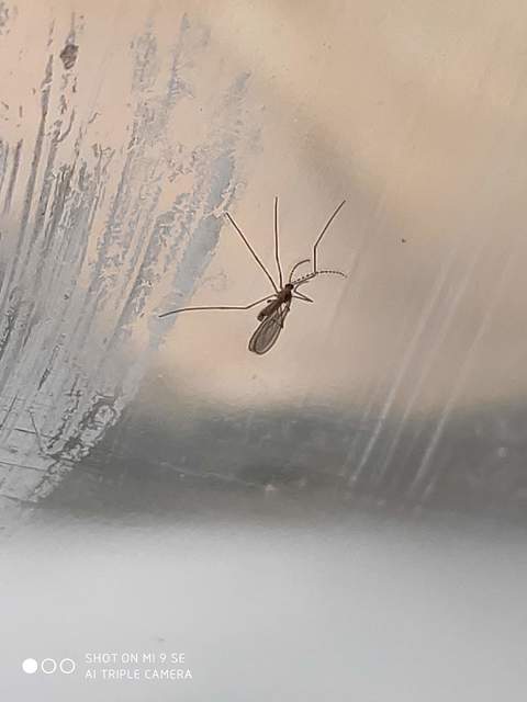 Cecidomyiidae - gubacsszúnyogok