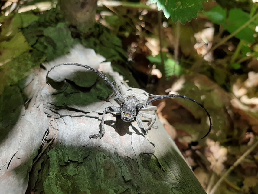 Morimus asper funereus - gyászcincér