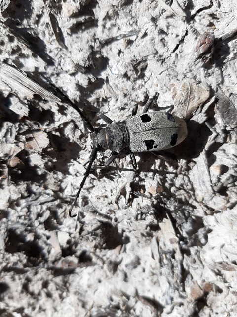 Morimus asper funereus - gyászcincér
