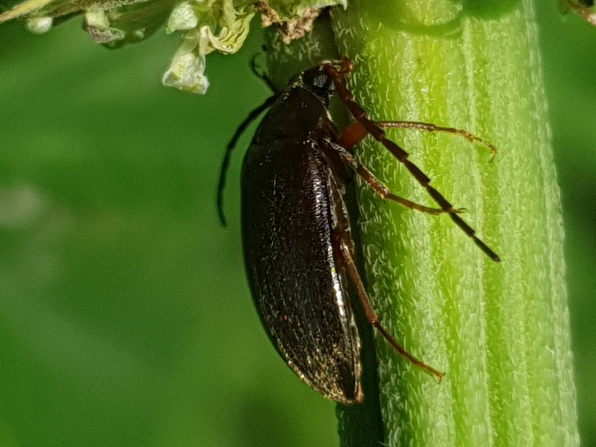 Hymenalia rufipes - rőtlábú alkonybogár