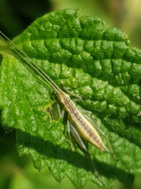 Oecanthus pellucens - pirregőtücsök