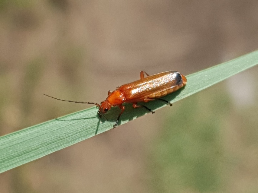 Rhagonycha fulva - feketevégű lágybogár