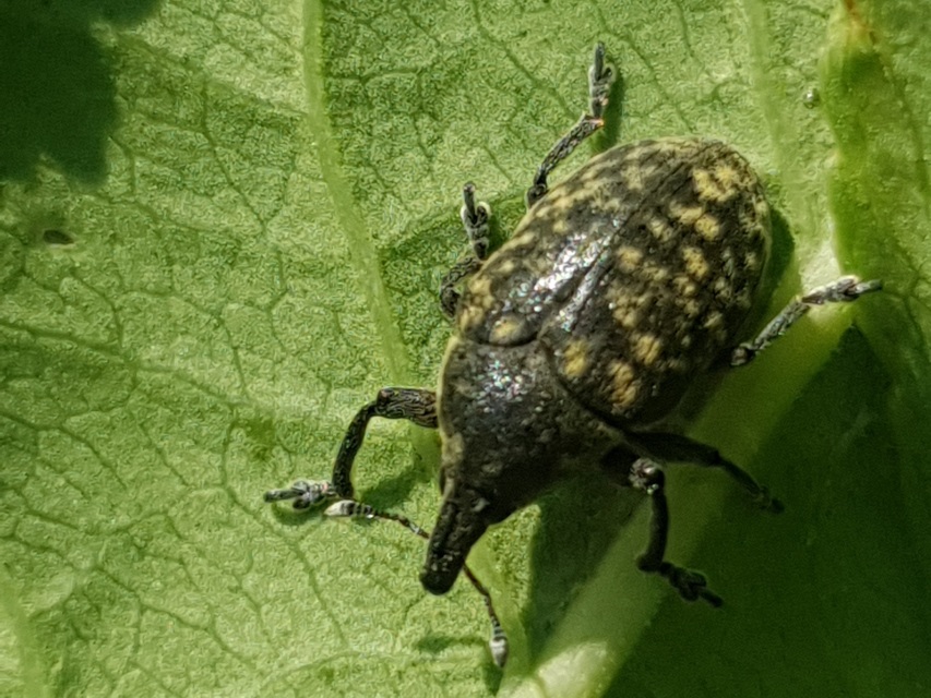 Larinus turbinatus - kúposorrú púderbarkó