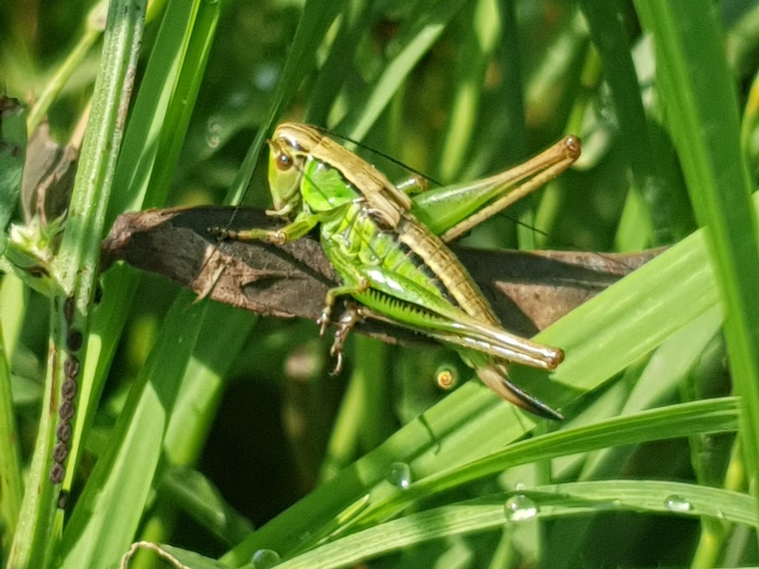 Roeseliana roeselii - Rösel-rétiszöcske