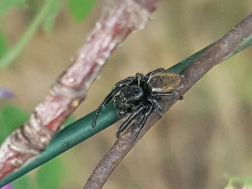 Carrhotus xanthogramma - rozsdás ugrópók