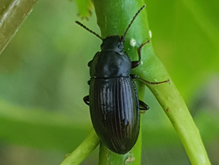 Nalassus dermestoides - rövidszárnyú gyászbogár