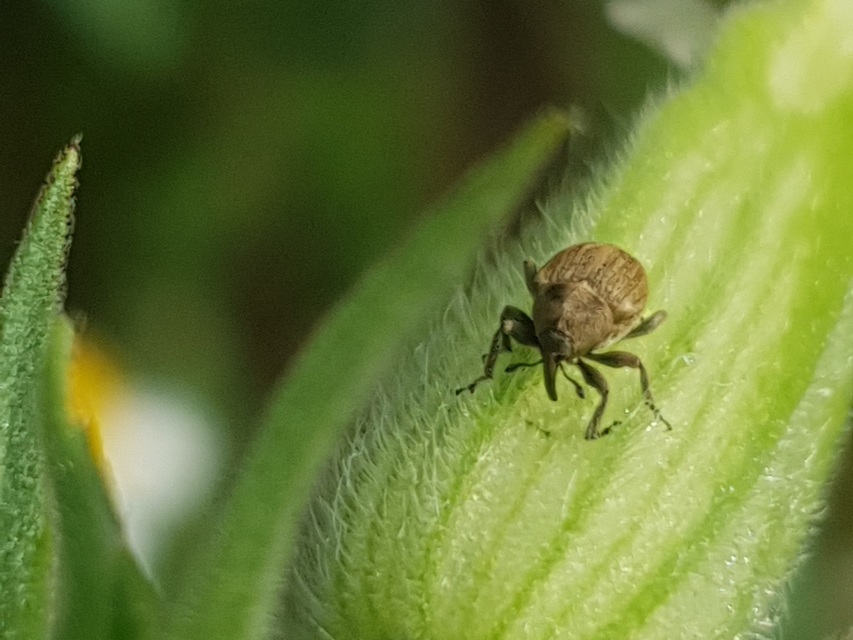 Sibinia pellucens - mécsvirágormányos