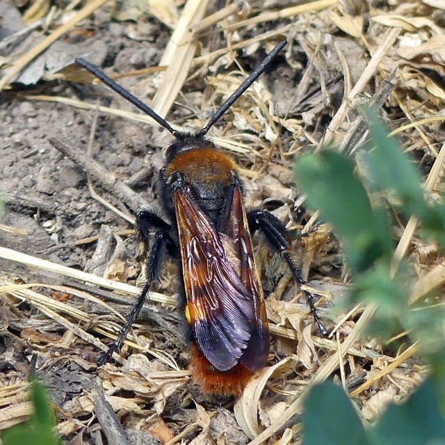 Megascolia maculata - óriás-tőrösdarázs