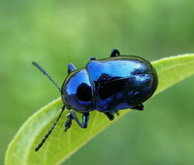 Chrysochus asclepiadeus - tündöklő méreggyiloklevelész