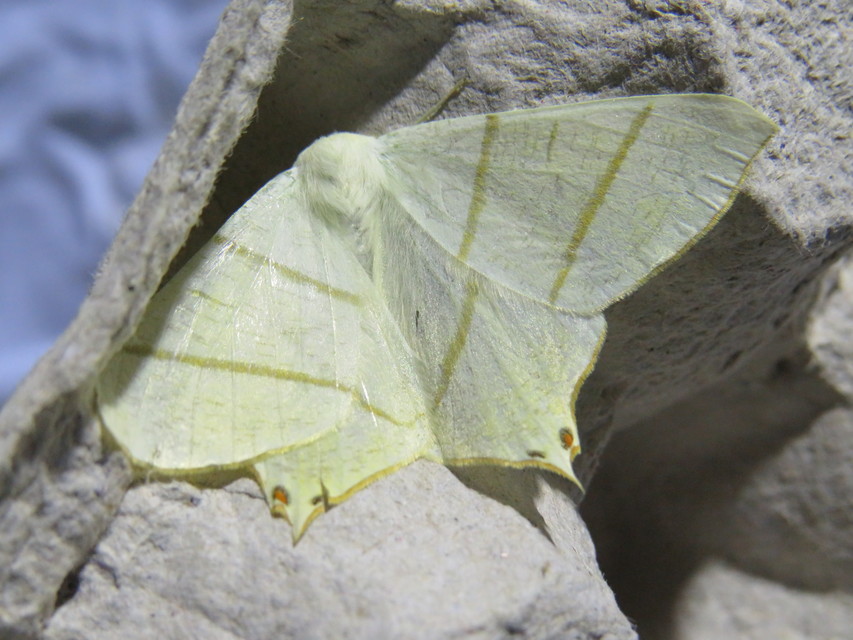 Ourapteryx sambucaria - fecskefarkú araszoló