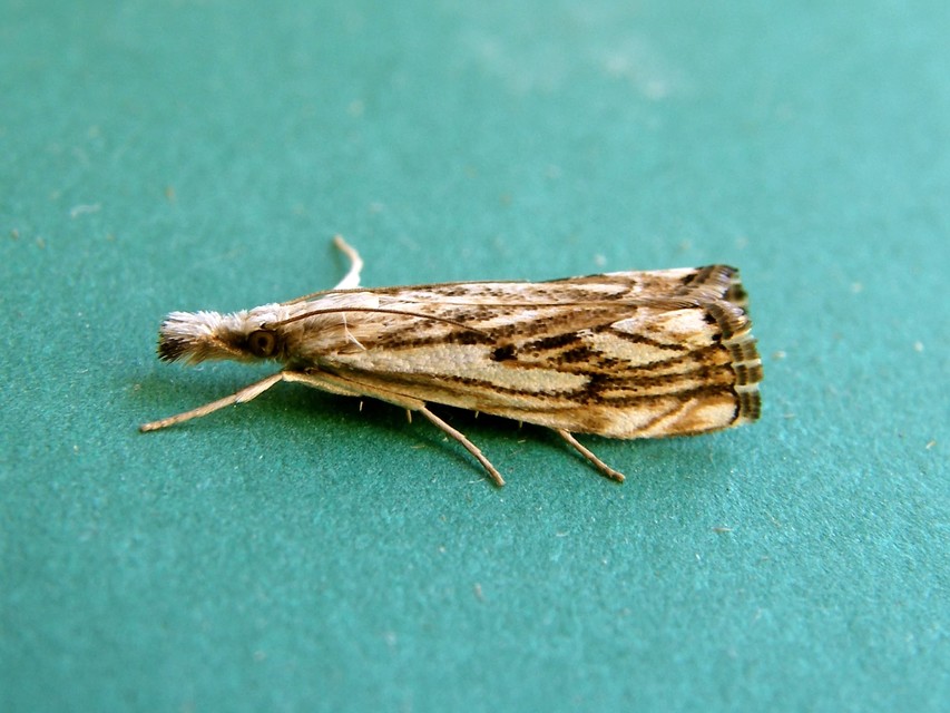 Catoptria falsella - hálós fűgyökérmoly