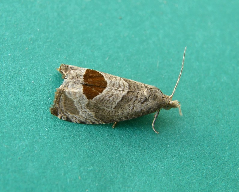 Notocelia uddmanniana - málnasodró tükrösmoly