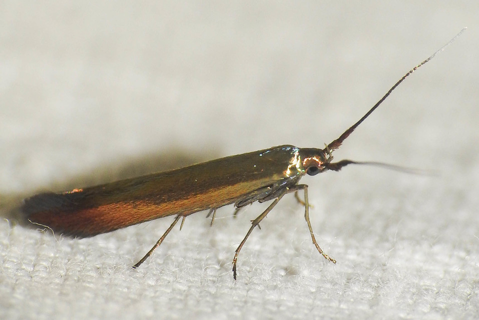 Coleophora