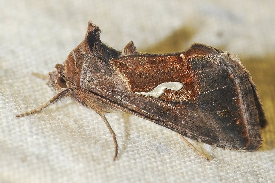 Macdunnoughia confusa - cseppfoltos ezüstbagoly