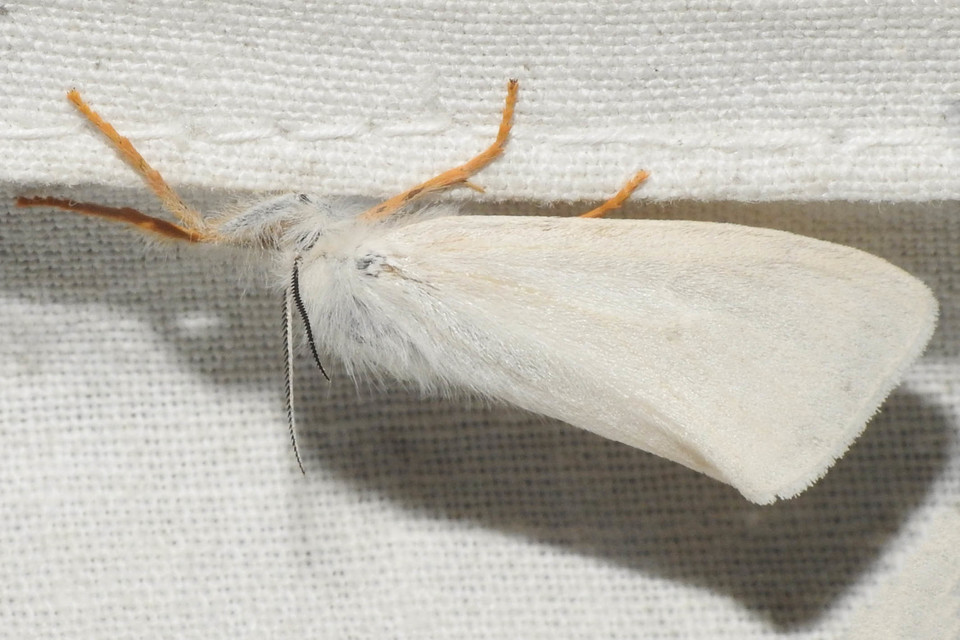 Laelia coenosa - nádi szövő