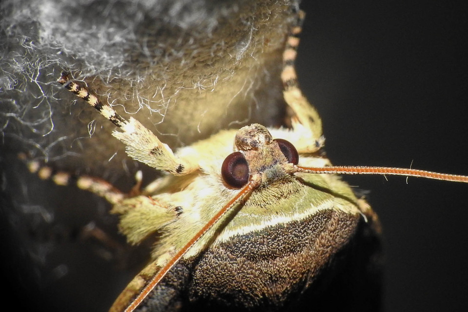 Noctua janthe/janthina