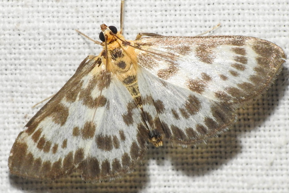Anania hortulata - tarka csalánmoly