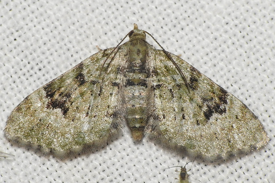 Chloroclystis v-ata - zöldes törpearaszoló