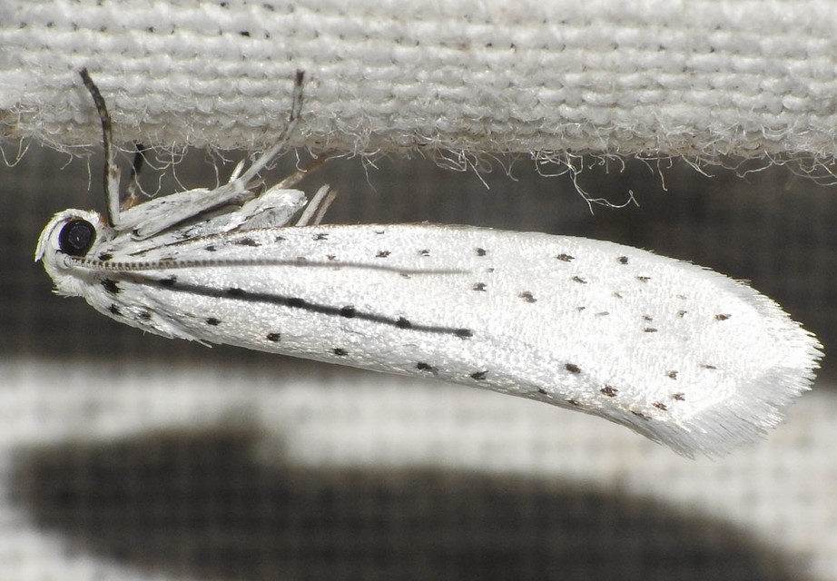 Yponomeuta evonymella - pókhálós májusfamoly