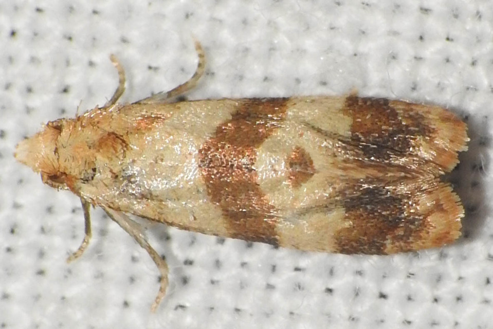 Phalonidia contractana - pipitér-fúrómoly