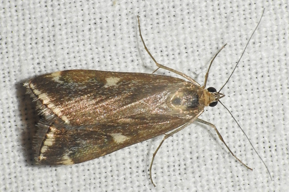 Loxostege sticticalis - muszkamoly