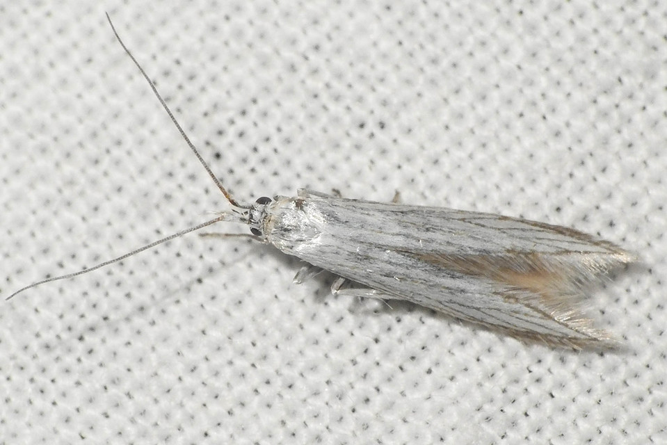 Coleophora