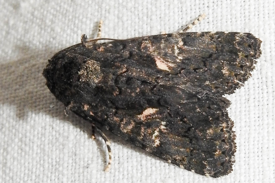 Anophia leucomelas - déli folyófűbagoly