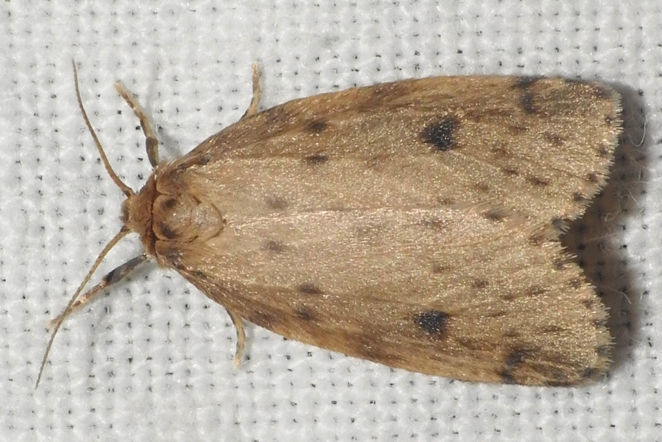 Thumata senex - mocsári medvelepke