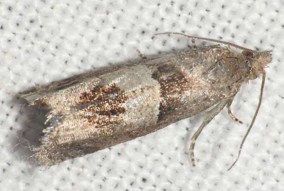 Epiblema junctana - turjáni tükrösmoly
