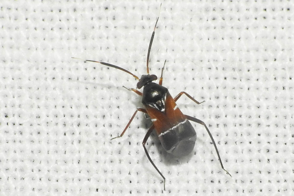Pilophorus cinnamopterus Pilophorus cinnamopterus