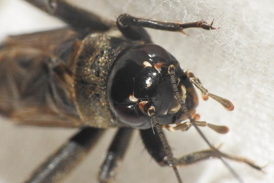Eumodicogryllus bordigalensis - bordói tücsök