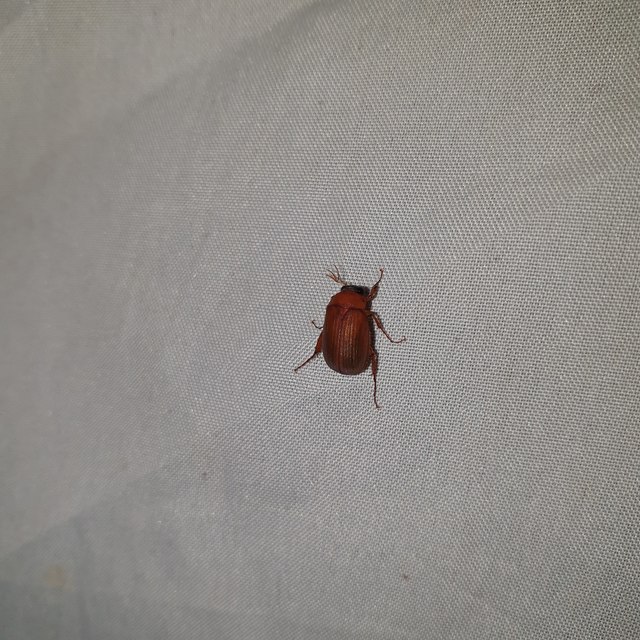 Serica brunnea - homoki kiscserebogár