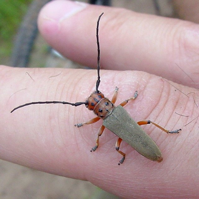 Phytoecia argus - árgusszemű cincér