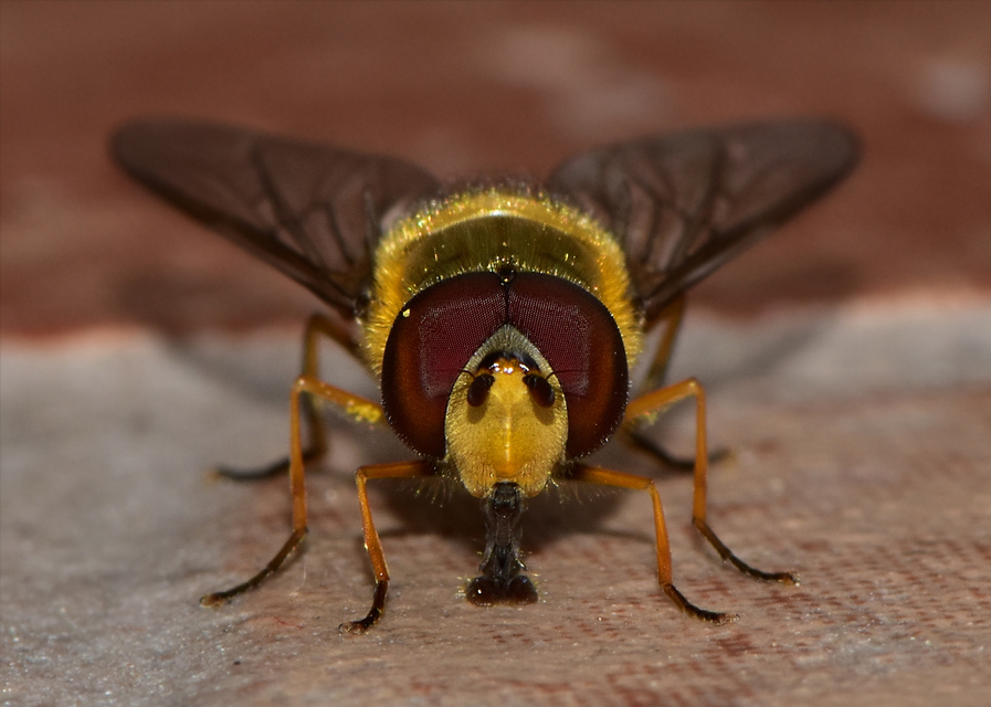 Syrphus