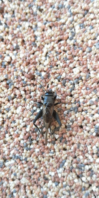 Eumodicogryllus bordigalensis - bordói tücsök
