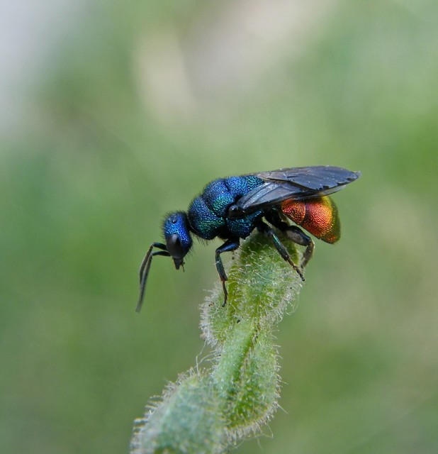Chrysididae - fémdarazsak