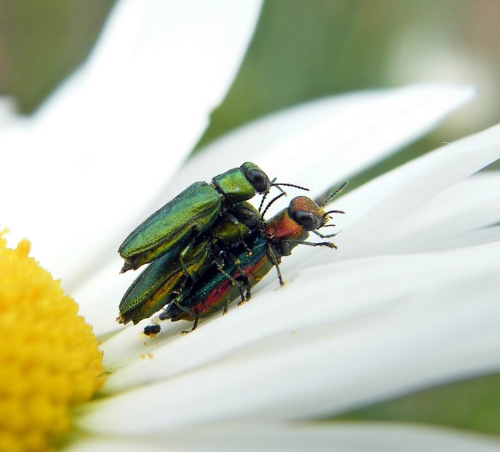 Anthaxia nitidula - ragyogó virágdíszbogár
