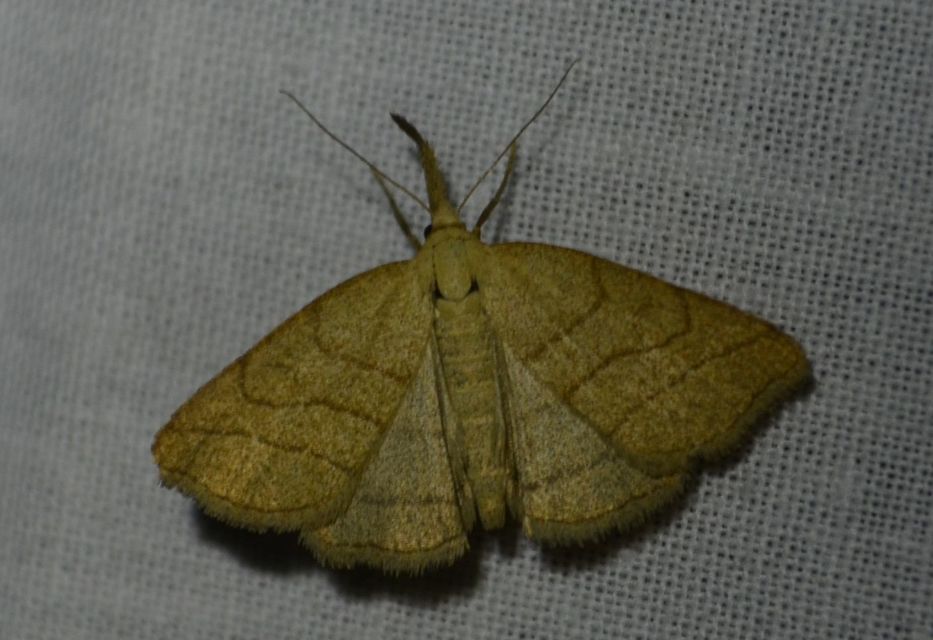 Polypogon tentacularia - sötétaljú karcsúbagoly