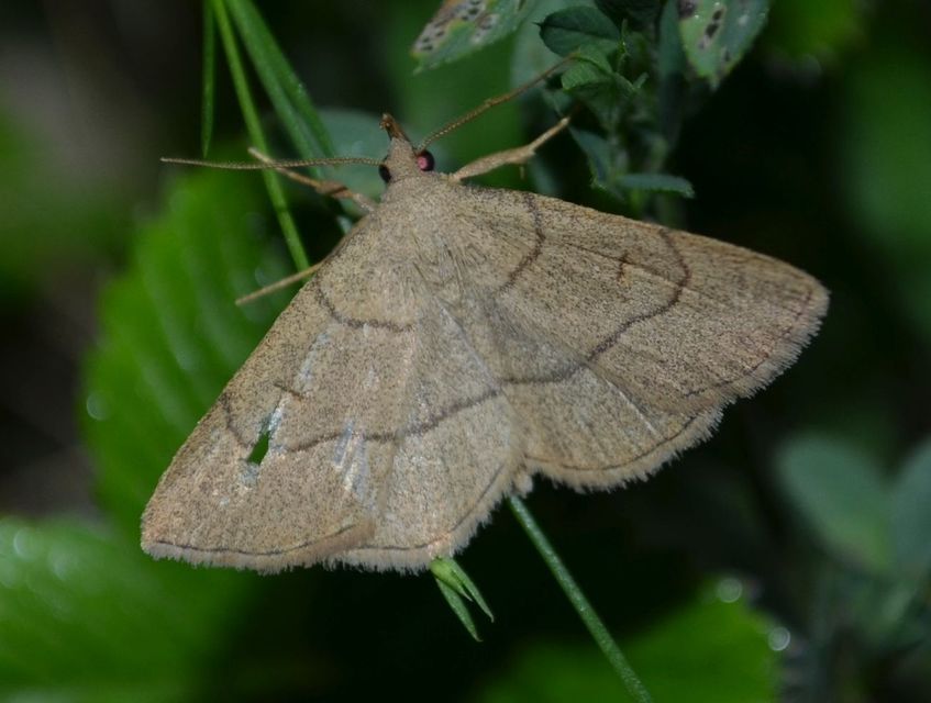 Paracolax tristalis - sárgás karcsúbagoly